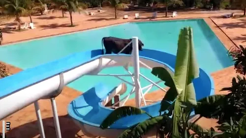 Une vache est retrouvée dans un toboggan (Vidéo)